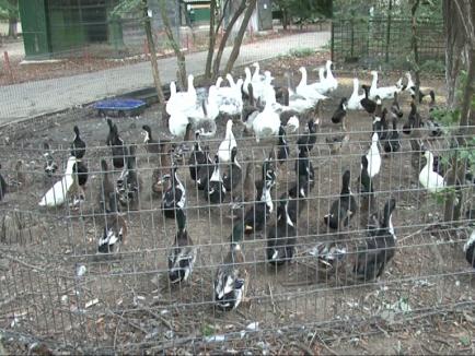 Animalele de la Zoo, scoase la licitaţie: 70% din excedentul de animale domestice a fost vândut (FOTO)